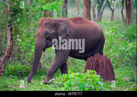 Asiatischer Elefant (Elephas maximus) Weibliche vorbei gehen. termite Damm in Wald, Nagarhole Nationalpark, Südindien Stockfoto