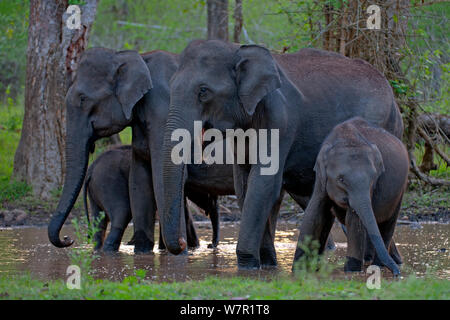 Asiatischer Elefant (Elephas maximus) Weibchen mit ihren Jungen in Wasser, Nagarhole Nationalpark, Südindien Stockfoto