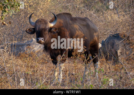 Gaur (Bos gaurus), weiblich, Südindien. Gefährdete Arten. Stockfoto