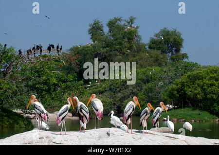 Painted Stork (Mycteria leucocephala), Löffler (Platalea leucorodia) und andere Wasservögel, gemischte Kolonie, Cauvery-fluss, Karnataka, Indien Stockfoto