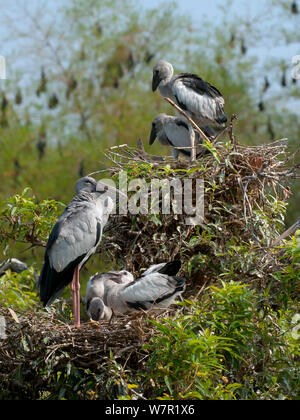 Asiatische offene Rechnung Stork (Anastomus oscitans), erwachsene und junge Vögel an der Kolonie, mit indischen Flughunde (Pteropus giganteus) im Hintergrund, Indien Stockfoto