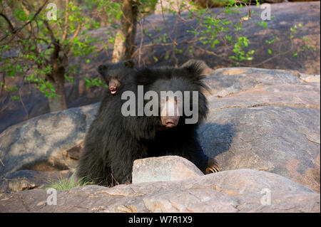 Faultiere (Melursus ursinus) Mutter mit Jungtier auf dem Rücken, Indien Stockfoto