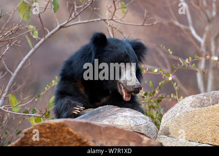 Faultiere (Melursus ursinus), Alt, männlich, Indien Stockfoto