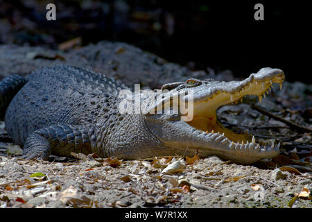 Siamesische Krokodil (Crocodylus siamensis) Mund öffnen, um die Körpertemperatur regulieren, wenn Aalen. Khao Yai Nationalpark, Thailand. Kritisch gefährdeten Arten. Stockfoto