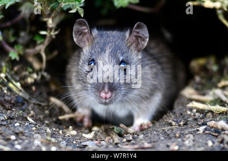 Juvenile braune Ratte (Rattus norvegicus) Emerging vom Loch im Boden. Dorset, UK März Stockfoto