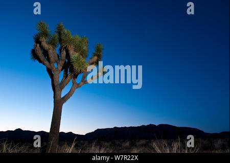 Joshua Tree (Yucca Buergeri) Nachts, Joshua Tree National Park, Kalifornien, USA, Juni 2012. Stockfoto