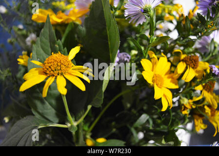 Blumenstrauß aus wunderschönen wilden ukrainischen Wildblumen mit einer Seele aus der Steppe der Ukraine. Stockfoto