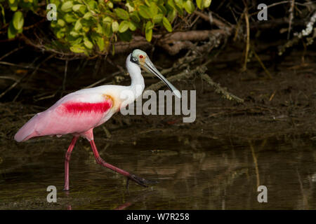 Rosalöffler (Platalea ajaja) Erwachsene in der Zucht Gefieder Jagd in marinen Vegetation bei Ebbe, am Rand des Roten Mangroven (Rhizophora mangle), Pinellas County, Florida, USA, Januar, nicht-Ex Stockfoto