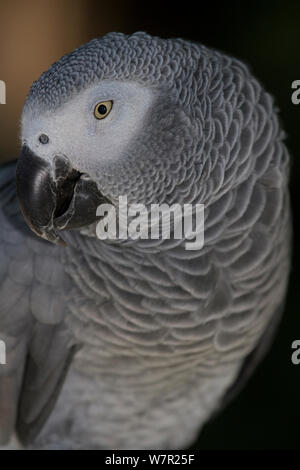 Graupapagei (Psittacus erithacus), Captive, heimisch in den Regenwäldern West- und Zentralafrikas, gefährdete Arten Stockfoto