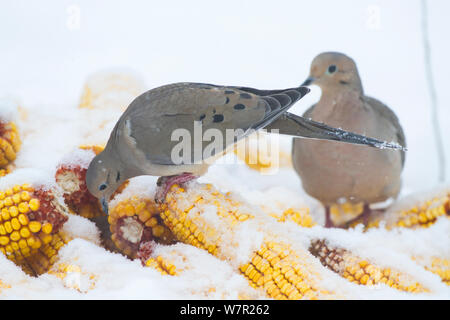 Taube (Zenaida macroura) Nahrungssuche auf Stapel von Maiskolben, im Schnee, St. Charles, Illinois, USA, März Stockfoto