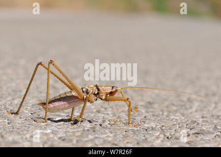 Balkan Sägen Cricket (Saga natoliae), die größte räuberische Insekten in Europa, Überqueren einer Mountain Road. Samos Griechenland, Juli. Stockfoto