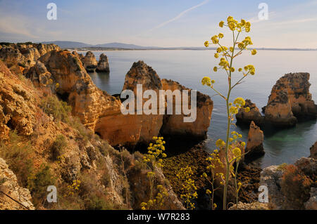 Riesige Fenchel (Ferrula Comunis) Blühende auf einer Klippe mit Sandstein seastacks im Hintergrund. Ponta da Piedade, Lagos, Algarve, Portugal, Juni. Stockfoto