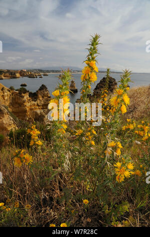 Goldene Distel/Spanisch Oyster Thistle (Scolymus hispanica/hispanicus) Klumpen blühen auf Klippe. Ponta da Piedade, Lagos, Algarve, Portugal, Juni. Stockfoto