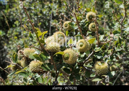 Die Entwicklung von eicheln der Kermes Oak (Quercus coccifera). Samos, Griechenland, Juli. Stockfoto