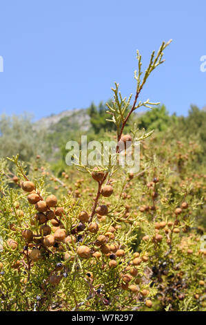 Phönizische Wacholder (Juniperus phoenicea) mit Entwicklungsländern Kegel. Insel Samos, Östliche Sporaden, Griechenland, Juli. Stockfoto