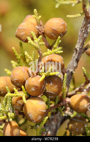 Die Entwicklung des Phönizischen Wacholder (Juniperus phoenicea). Insel Samos, Östliche Sporaden, Griechenland, Juli. Stockfoto