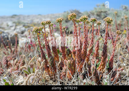 Blass Fetthenne (Sedum sediforme) in Blüte. Ponta de Sagres, Algarve, Portugal, Juni. Stockfoto