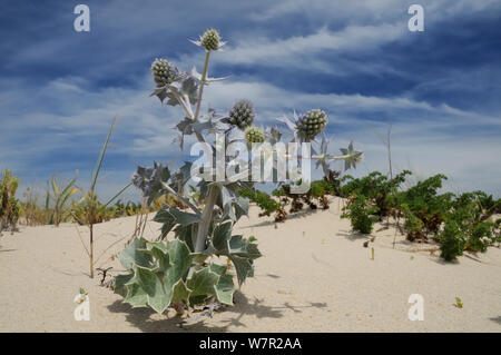 Sea Holly (Eryngium maritimum) Blüte in der Sanddünen. Insel Culatra, Ria Formosa, in der Nähe von Olhao, Portugal, Juni. Stockfoto