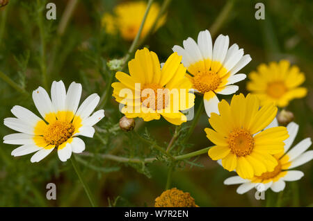 Krone Daisy (Chrysanthemum coronarium) zeigt sowohl die gelbe und die zweifarbige Form (C. coronarium var verfärben) Kreta, April Stockfoto