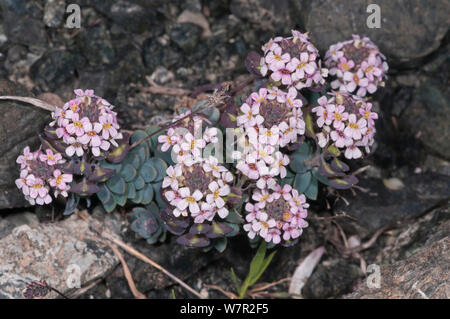 Verbrannt (Aethionema saxatile Candytuft ssp. Creticum) Blühende auf felsigen Hang in der Berggebiete, Kreta, April Stockfoto
