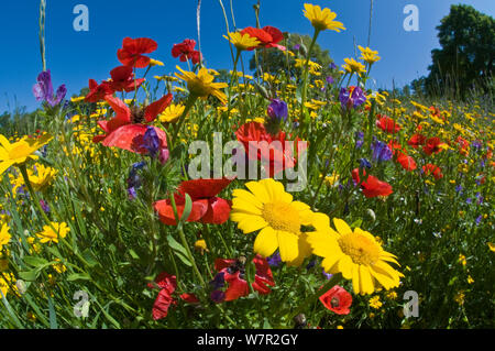 Mohn (Papaver rhoeas) mit Mais Ringelblumen (Chysanthemum coronarium) wächst in der Nähe des militärischen Friedhof, Bolsena, Italien, Mai. Mit fisheye Objektiv aufgenommen Stockfoto