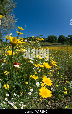 Mais Ringelblumen (Chysanthemum coronarium) in Blume, wachsen in der Nähe des militärischen Friedhof, Bolsena, Italien, Mai. Mit fisheye Objektiv aufgenommen Stockfoto