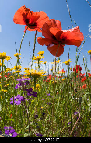 Mohn (Papaver rhoeas) mit Mais Ringelblumen (Chrysanthemum coronarium) und Venus 'Looking Glass (Legousia Speculum-VENERIS) in der Nähe des militärischen Friedhof, Bolsena, Italien wächst, kann Stockfoto