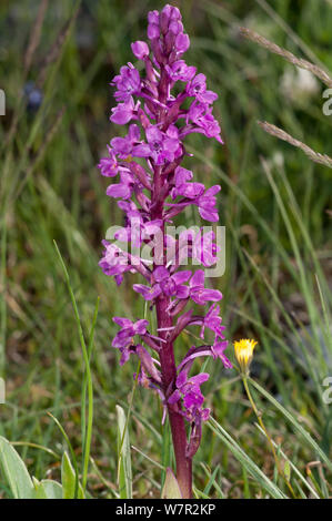 4-getupft Orchidee (Orchis quadripunctata) in der Nähe von Monte St. Angelo, Gargano, Apulien, Italien, Mai Stockfoto