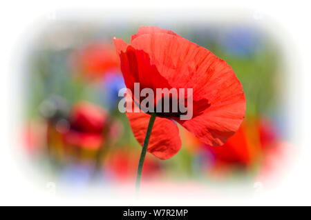 Mohn (Papaver rhoeas) in Blüte, mit vignette Wirkung, die auf brachliegenden Feldern in der Nähe von Orvieto, Umbrien, Italien, Juni. Stockfoto