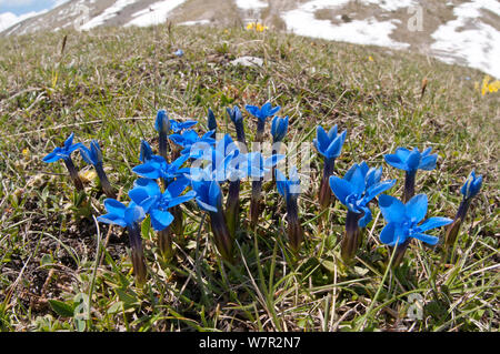 Feder Enzian (Gentiana verna) in Blüte, Gran Sasso, Apenninen, Abruzzen, Italien, Juni Stockfoto