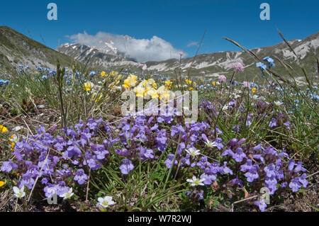 Basilikum Thymian (Acinos arvensis) mit Viola (Bratsche) und eugeniae Vergissmeinnicht (Myosotis) Campo Imperatore, Gran Sasso, Apenninen, Abruzzen, Italien, Mai Stockfoto