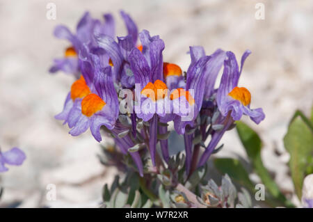 Alpine Toadflax (Linaria alpina) in Blüte, Campo Imperatore, Gran Sasso, Apenninen, Abruzzen, Italien, Mai Stockfoto