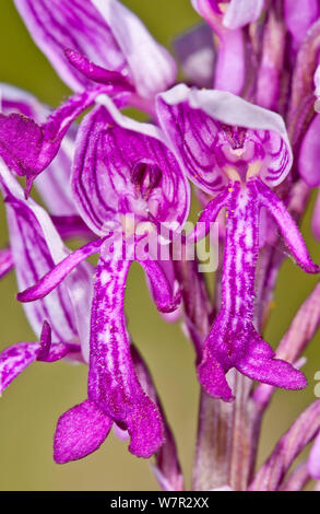 Helm-knabenkraut (Orchis militaris) Nahaufnahme von Blume, Campo Imperatore, Gran Sasso, Apenninen, Abruzzen, Italien, Mai Stockfoto