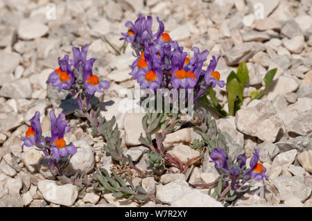 Alpine Toadflax (Linaria alpina) in Blüte, Campo Imperatore, Gran Sasso, Apenninen, Abruzzen, Italien, Mai Stockfoto