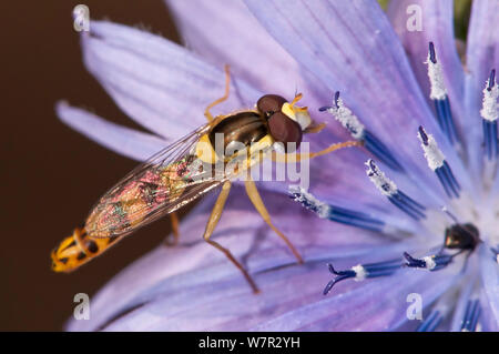 Hoverfly (Sphaerophoria scripta) auf chicorée Blume Gran Sasso, Apenninen, Abruzzen, Italien Stockfoto