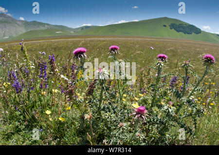 Mariendistel (Silybum marianum) in Blume, am Piano Grande, Sibillini, Norcia, Umbrien, Italien, Juni 2011 Stockfoto