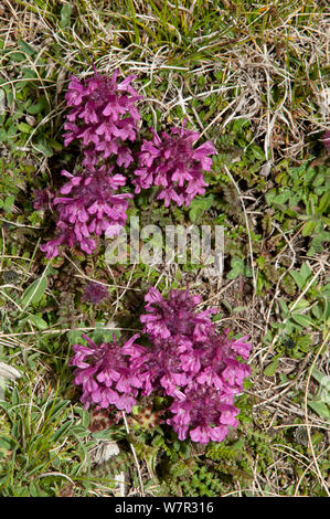 Verticilllate lousewort (Entfernen verticillata) Gran Sasso, Apenninen, Abruzzen, Italien, Juni Stockfoto