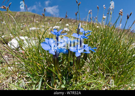 Feder Enzian (Gentiana verna) in Blüte, Monte Vettore, Sibillini, Umbrien, Italien, Juni Stockfoto