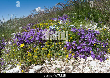 Basilikum Thymian (Acinos arvensis) in Blüte, mit Forget Me nots (Myotis sp) und andere alpin Blumen, Monte Vettore, Sibillini, Umbrien, Italien, Juni Stockfoto