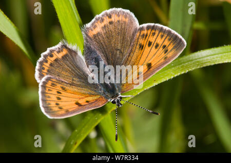 Knappe Lycaena virgaureae) Kupfer (weiblich, dorsalansicht, über dem Piano Grande, Sibillini, Umbrien, Italien, Juni Stockfoto