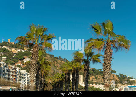 Palmen BLANES COSTA BRAVA GERONA KATALONIEN SPANIEN Stockfoto