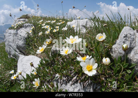 Berg Avens (Dryas octopetala) Monte Spinale, alpine Zone, Madonna di Campiglio, Dolomiten, Italien, Juli Stockfoto