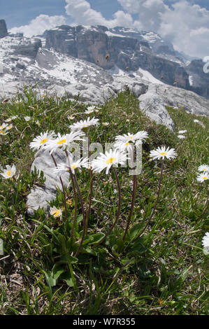 Gänseblümchen (Bellis perennis), Blume, Berg Spinale, alpine Zone, Madonna di Campiglio, Dolomiten, Italien, Juli Stockfoto