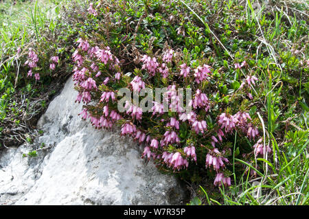 Feder Heide (Erica herbacea/elegans) in Blume, Monte Spinale, alpine Zone, Madonna di Campiglio, Dolomiten, Italien, Juli Stockfoto