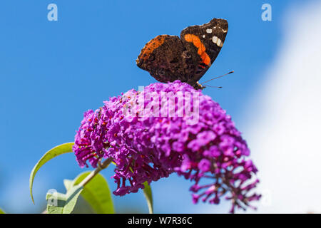 Bournemouth, Dorset UK. 7. Aug 2019. UK Wetter: Insekten genießen Sie den Sonnenschein auf der Weide auf die Werke in Bournemouth. Red Admiral Schmetterling, Vanessa atalanta, Fütterung auf sommerflieder Buddleja davidii, Davidii, passenderweise butterfly Bush. Credit: Carolyn Jenkins/Alamy leben Nachrichten Stockfoto