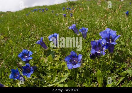 Trompete Enzian (Gentiana acaulis) in Blume, Monte Spinale, alpine Zone, Madonna di Campiglio, Dolomiten, Italien, Juli Stockfoto