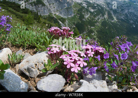 Rock Campion (Saponaria ocymoides) mit Basilikum Thymian (Acinos arvensis) Monte Spinale, alpine Zone, Madonna di Campiglio, Dolomiten, Italien, Juli Stockfoto