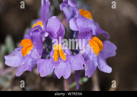 Alpine toadflax (Linaria alpina) Blume Nahaufnahme, Pordoijoch, Dolomiten, Italien, Juli Stockfoto