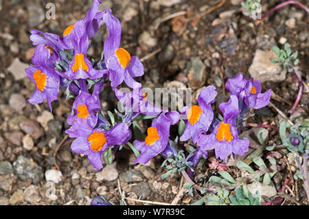 Alpine toadflax (Linaria alpina) in Blüte oben Pordoi Pass, Dolomiten, Italien, Italien, Juli Stockfoto