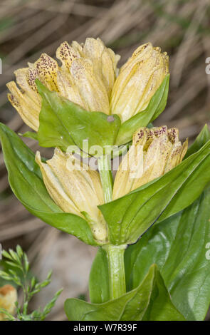 Spotted Enzian (Gentiana punctata) in Blüte, Pordoijoch, Dolomiten. Italien, Juli Stockfoto